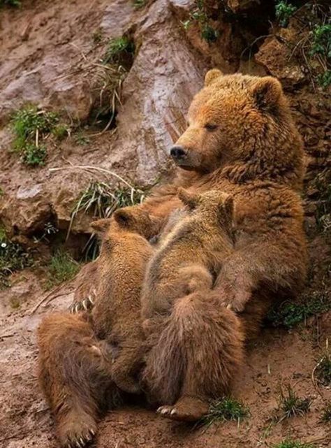 Bear Diet, Brown Bears, Bear Cubs, Grizzly Bear, Sweet Animals, On The Ground, Animal Planet, Animal Photo, Nature Animals