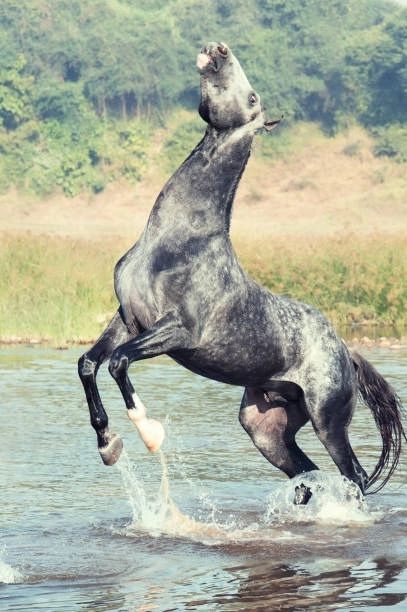 Rider Falling Off Horse, Round Drawing, Horse Poses, Akhal Teke Horses, Akhal Teke, Horse Fly, Horse Aesthetic, Wildlife Photos, Equine Art