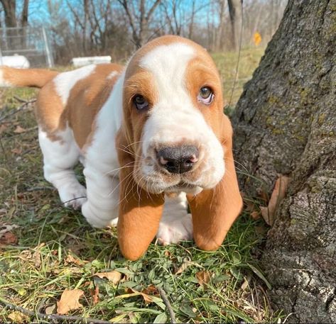 Baby Basset Hound, Puppies Cutest, Basset Puppies, Basset Hound Puppy, Hound Puppies, Cute Dogs Images, Basset Hound Dog, Cute Animals Puppies, Very Cute Dogs