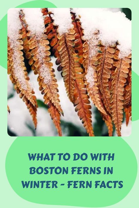 Explore exclusive insights on nurturing Boston ferns in the winter season. Uncover expert recommendations to sustain the vitality and beauty of your ferns all year round. Elevate your plant care strategies with our valuable guidelines. Click through for a comprehensive guide! Ferns In Winter, Fern Care, Indoor Ferns, Fern Garden, Ferns Care, Types Of Ferns, Winter Care, Ferns Garden, Boston Fern