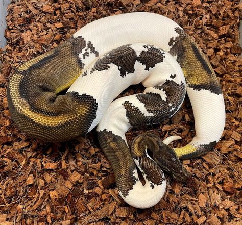 Barnhart Black Pastel Piebald Ball Python by Tom Barnhart Pretty Reptiles, Piebald Ball Python, Pet Snakes, Python Regius, Black Pastel, Ball Python Morphs, Ball Pythons, Cute Snake, Pet Snake