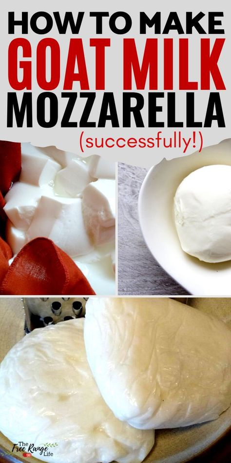 Goats Milk Mozzarella Cheese, Making Goat Cheese How To, Making Cheese From Goat Milk, Easy Goat Milk Recipes, Goat Milk Butter Recipe, How To Pasteurize Goat Milk, How To Make Goat Cheese At Home, What To Make With Goat Milk, Goat Milk Cheese Recipe