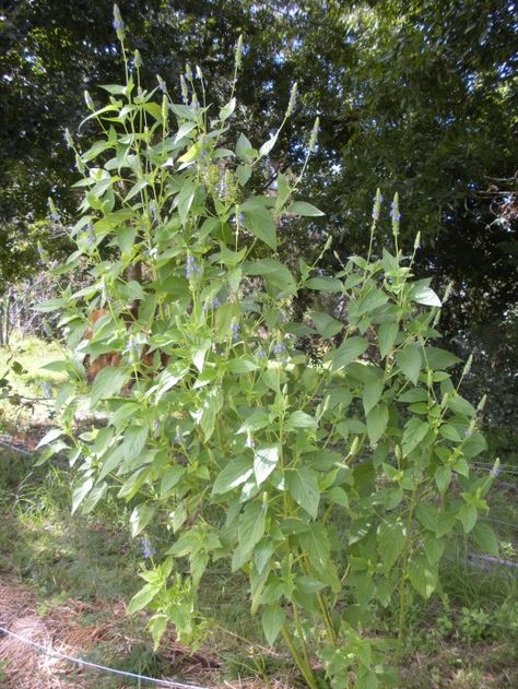 How tall does your chia grow? My organic chia plants grow as tall as an adult. Chia Seed Plant, Growing Chia Seeds, Survival Garden, Survival Gardening, Organic Seeds, Herb Seeds, Edible Plants, Growing Food, Edible Garden