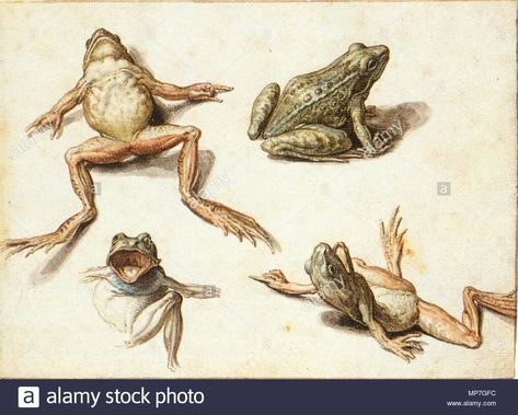 Four Studies of Frogs 1600s. 681 Jacob de Gheyn (II) - Four Studies of Frogs - WGA08694 Stock Photo - Alamy Illustrated Animals, Frog Drawing, Scientific Illustration, Oil Painting Reproductions, Mystical Creatures, Painting Reproductions, Famous Artists, Botanical Illustration, Animal Illustration