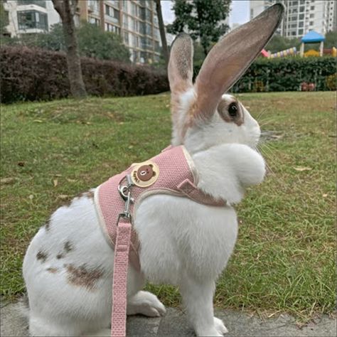 Faster shipping. Better service Rabbit Harness, Bunny Pet, Harness And Leash Set, Chicken For Dogs, Cat Scratcher, Cute Rabbit, Cat Bowls, Hamsters, Dog Houses