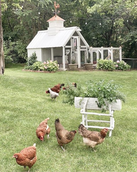 Coop Design, Future Farms, Farm Lifestyle, Backyard Chicken Coops, Cute Chickens, Chickens And Roosters, Farms Living, Chicken Farm, Hobby Farms