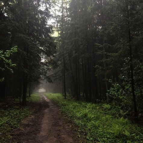 Elias Core, Wood Path, Dark Naturalism, Dark Forest Aesthetic, Foggy Weather, Forest Path, Magic Forest, Nature Garden, Life Is Strange