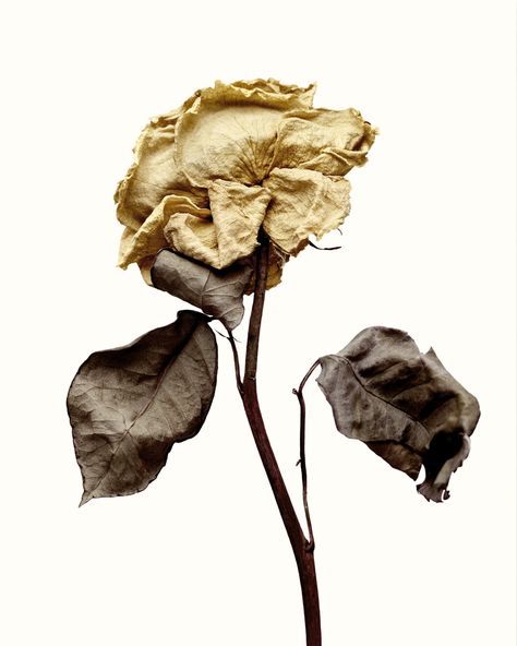 SECRET GARDEN — Angelina Barrucco Wilted Flowers, Two Roses, Growth And Decay, Commission Portrait, Fine Art Photo, Natural Forms, Aesthetic Themes, Flower Lover, Flower Beauty