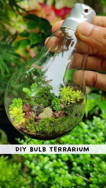 Dessert Terrarium, Terrarium Light, Bulb Terrarium, Light Bulb Terrarium, Mother Of Thousands, Succulent Garden Landscape, Sedum Plant, Light Bulb Crafts, Make Dessert