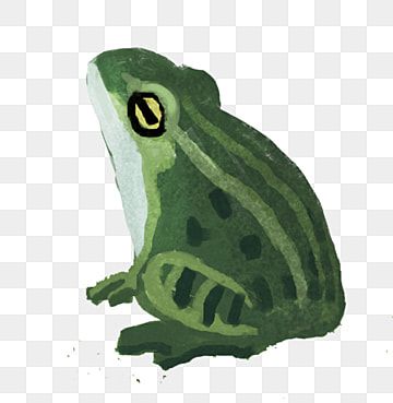 Frog Sitting Drawing, Cute Frogs Art, Clipart Frog, Frogs Illustration, Transparent Frog, Frog Png, Green Drawing, Frog Clipart, Realistic Eye Drawing