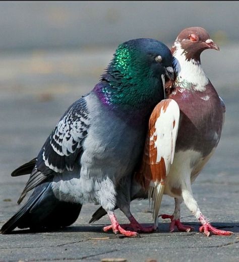 Pigeon Matching Pfp, Pigeon Pfp, Pigeons Aesthetic, Pigeon Reference, Pegion Bird, Pretty Pigeon, Pigeon Aesthetic, Pfps Funny, Animal Pfps