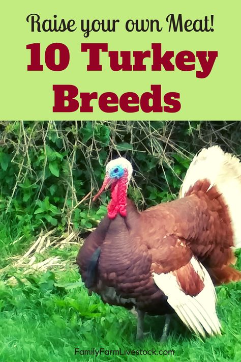 Turkey Breeds Chart, Heritage Breeds Livestock, Poultry Farm Buildings, Turkey Breeds, Pet Turkey, Turkey Culture, Raising Turkeys, Turkey Farm, The Best Turkey