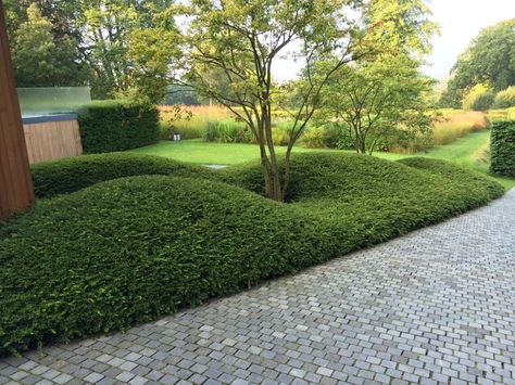 Garden Hedges, Garden Shrubs, Garden Architecture, Contemporary Garden, Modern Landscaping, Garden Spaces, Front Garden, Backyard Landscaping Designs, Modern Garden