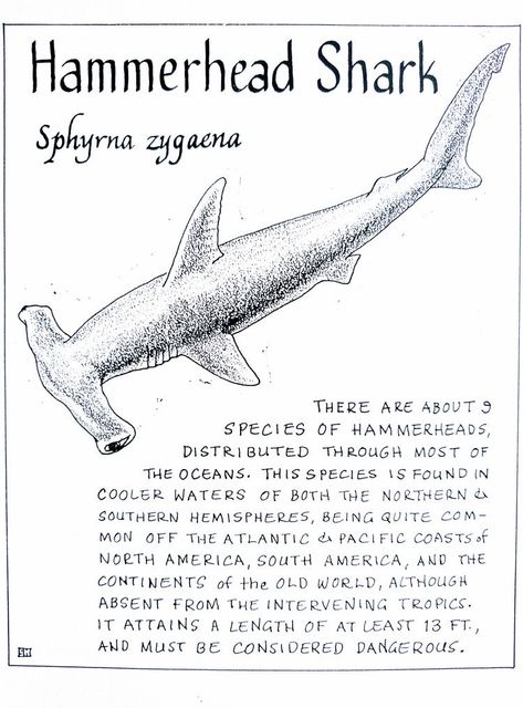 Anatomy Of A Shark, Shark Diagram Aesthetic, Shark Anatomy Poster, Shark Facts/ Anatomy, Shark Information Poster, Different Kinds Of Sharks, Marine Biology Notes Sharks, Shark Diagram, Marine Biologist Notes