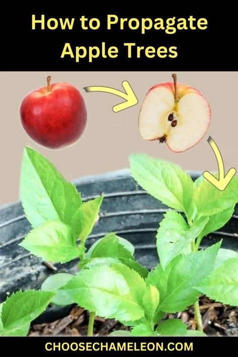 How to Propagate Apple Trees Growing Apple Trees, Grafting Plants, Diy Apple, Apple Trees, Mini Apple, Growing Fruit, Propagating Plants, Apple Crisp, Growing Tree