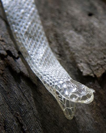 "SUPER COOL SHED!: Check out this perfect snake shed by our rough green snake. He slithered right out of his skin, leaving behind his eye caps, too. Snake shedding begins at the head and peels off when they rub against hard surfaces. You can find this guy and his frequent sheds at the Discovery House in the Lacerte Family Children’s Zoo."  Mention enrichment done with sheds after, what made of, eye caps, could be a separate FB post as well. Snake Mask, Snake Skin Shed, Snake Shedding Skin, Emoji Mask, Skin Craft, Enrichment Projects, Cool Sheds, Snake Shedding, Skin Photo