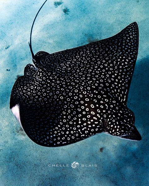 Eagle Ray Eagle Ray Photography, Tattoo Sternum, Coral Reef Art, Fish Photos, Spotted Eagle Ray, Ocean Beauty, Natural Form Art, Eagle Ray, Ocean Tattoos