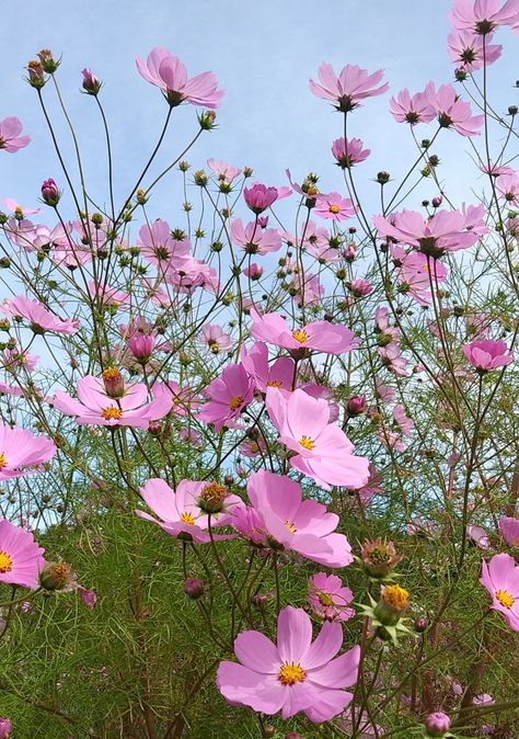 Pink Cosmos Aesthetic, Cosmos Aesthetic, Cosmo Flowers, Purple Cosmos, Pink Cosmo, Pink Cosmos, Cosmos Flowers, Wallpaper Nature Flowers, Wallpaper Nature