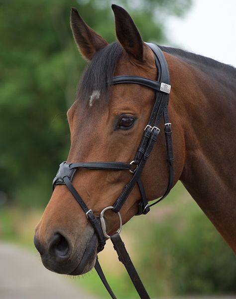 Bridle Horse, Equine Veterinary, Rasy Koni, Horse Inspiration, Bay Horse, Horse Bridle, Most Beautiful Horses, Horses And Dogs, Bridles