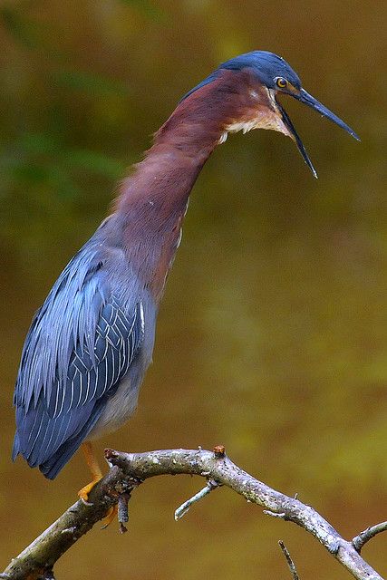 The Green Heron (Butorides virescens) | Photo: Valerie #ucumari  #flickr | CC BY-NC-ND 2.0 http://creativecommons.org/licenses/by-nc-nd/2.0/deed.de Green Heron, Noah S Ark, Herons, Shorebirds, Nature Birds, Animal Species, White Line, Wildlife Nature, Bird Photography