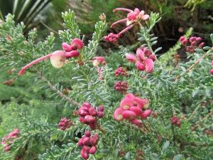 Grevillea Coastal Gem, Grevillea Lanigera, Wall Plants, Evergreen Groundcover, Low Water Plants, California Garden, Cream Flowers, Retaining Wall, Plant Wall