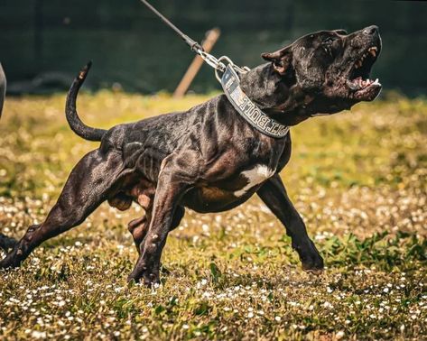 Pitbull Dog Angry, Angry Pitbull, Pitbull Attacks, Pitbull Dog Breed, Black Pitbull, Pit Dog, Bully Breeds Dogs, Pitt Bull, Big Dog Breeds