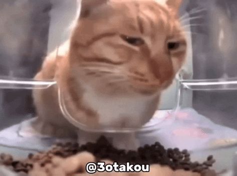 Cats Gif, Cat Energy, Silly Cars, Meme Chat, Honest Reaction, Silly Cats Pictures, Orange Cats, Cat Icon, Silly Animals