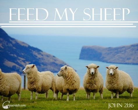 Ezra Taft Benson Chapter 20: "Feed My Sheep" - these additional insights, teaching tips, and LDS handouts are great Lds Handouts, Easter Scriptures, Feed My Sheep, Relief Society Lessons, Lds Relief Society, Happy New Year 2015, Visit New Zealand, Visiting Teaching, Church Quotes