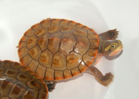 Pink Bellied Sideneck Turtle, Turtle Oc, Turtle Photography, Musk Turtle, Red Footed Tortoise, Turtle Care, San Antonio Zoo, Tortoise Care, Red Eared Slider