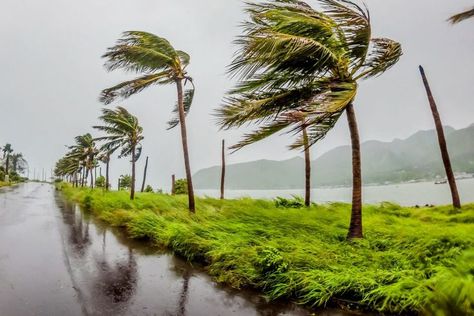 Tropical cyclones, with their associated strong winds, heavy rainfall and sea surges, cause severe destruction to property and endanger the lives of people. Over the past 50 years, these natural disasters have caused almost 780,000 human fatalities and US$ 1,408bn in economic losses. #tropicalcyclones #cyclones #weather #globalwarming #globalwarmingandweather #economy #weatherandtheeconomy #economics #climatecrisis #climatechange #tropics #tropicalweather Fiji Vacation, Blowing In The Wind, Tropical Storm, Weather And Climate, The Book Of Mormon, Book Of Mormon, Beautiful Tree, Ancient Cities, The Wind