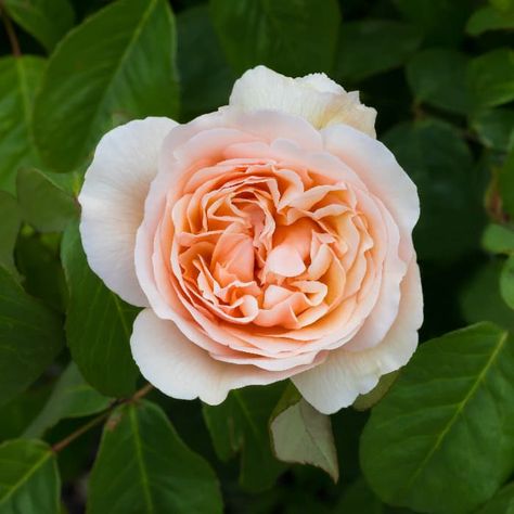 The Jude the Obscure Rose - Minneopa Orchards Jude The Obscure Rose, Gardening Notes, Old English Roses, Julie Rose, Cottage Garden Roses, Jude The Obscure, Sweet White Wine, Peace Rose, Gardening Inspiration