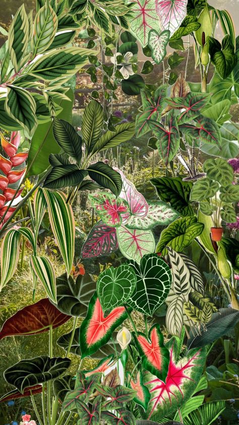 This kind of plant illustration>> Jungle Images, Rainforest Plants, Jungle Flowers, Plant Background, Abstract Flower Art, Forest Illustration, Mic Drop, Plant Wallpaper, Plant Painting