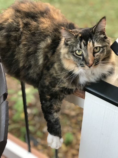 Our adopted brindle tortie & white kitty, Mama. She has the “trademark” M on her forehead like a tabby and a half orange face. Could she be a chimera? Maybe she is a Maine Coon mix or a Norwegian Forest Cat? #brindletortie #tortie #tabbycat Brindle Cat, Brindle Horse, Norwegian Forest, Forest Cat, Norwegian Forest Cat, Cat Stuff, Warrior Cats, Maine Coon, Tabby Cat