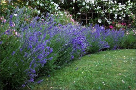 lavender hedge....About to "Prep" my sideyard fence area for a massive lavender hedge planting.    CB Landscaping With Lavender, Hedge Landscaping, Lavender Backyard, Lavender Pictures, Border Gardens, Slope Garden, Lavender Landscape, Lawn Alternative, Repel Mosquitos