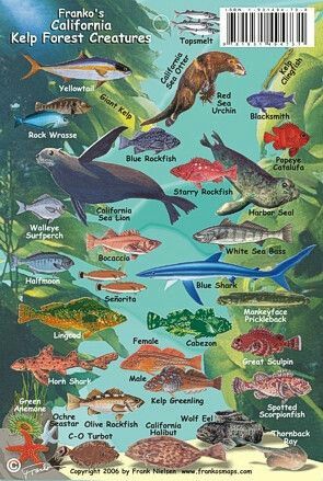 Underwater Forest, Fish Chart, Animals Name In English, Catalina Island California, Underwater Park, Fish Card, Santa Catalina Island, Marine Science, Kelp Forest