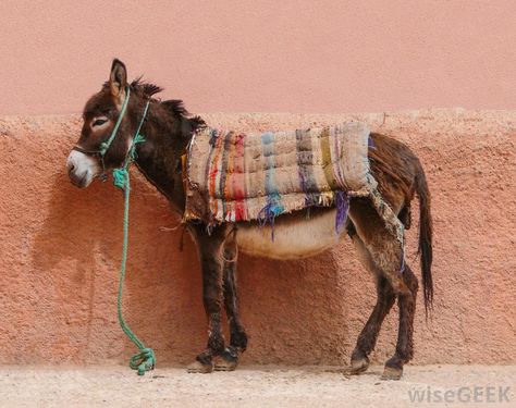 What is a Beast of Burden? (with pictures) Beast Of Burden, Mini Donkey, Christmas Donkey, Miniature Donkey, Rodeo Cowboys, Cute Donkey, A Donkey, Traditional Mexican, The Donkey