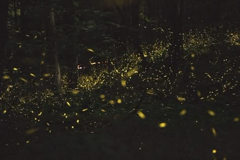 Want to experience the ultimate light show in nature? Look no further! Our ultimate guide to catching the synchronous fireflies in the Smoky Mountains is here to make your summer glow brighter than ever! 🌟✨ From submitting your lottery ticket to tips on how to avoid firefly traffic jams (yes, it's a thing), we've got you covered. Get ready to light up your Insta feed with some epic firefly selfies and memories that'll spark joy for a lifetime! 🔥💫 ... #GlowWithTheFlow #SynchronousFireflySqua... Firefly Field Aesthetic, Fireflies Aesthetic, Firefly Aesthetic, Synchronous Fireflies, Authors Note, Fire Flies, Blood Mage, Life Is Strange 2, Lottery Ticket