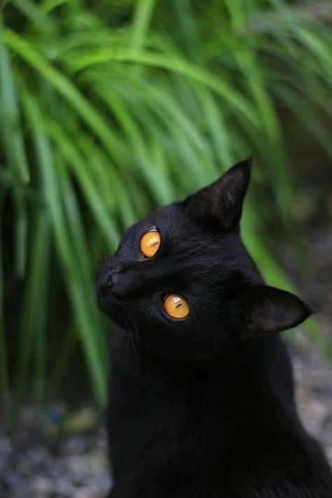 Black Cat Photography, A Bunch Of Cats, Black Cat With Yellow Eyes, Bunch Of Cats, Black Cat Magic, Cat Magic, Photographer Studio, Gorgeous Cats, Cat Pose