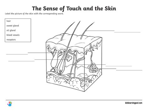 Download Now! Explore the incredible world of our sense of touch and the amazing skin with our engaging worksheets! 📚🔍 Download your free worksheets and embark on a sensory journey today: Download Now: https://kidslearningpod.com/skin-facts-for-kids-learn-about-skin/ Learn the sensory wonders of touch and skin! 🌟🌈 #5Senses #Worksheets #LearningIsFun #KidsEducation #FreeDownload #KidsLearningPod Skin Worksheet, Urdu Learning, Biology Experiments, Skin Anatomy, Sensory Nerves, Skin Facts, Subcutaneous Tissue, Sense Of Touch, Free Worksheets