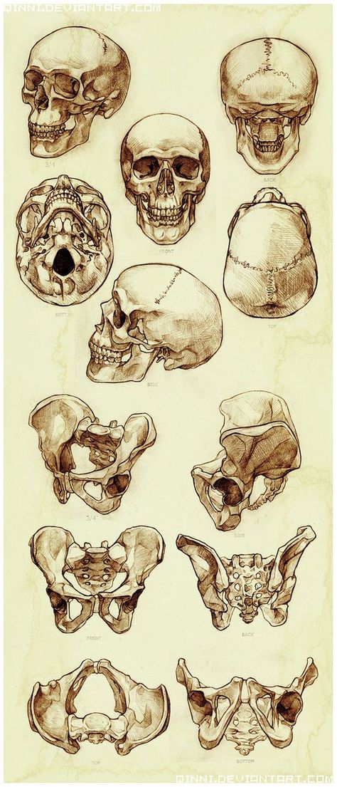 Anatomy Bones, Skull Reference, Skeleton Anatomy, Human Anatomy Art, Anatomy Sketches, Anatomy For Artists, Anatomy Drawing, Anatomy Reference, Skeletal