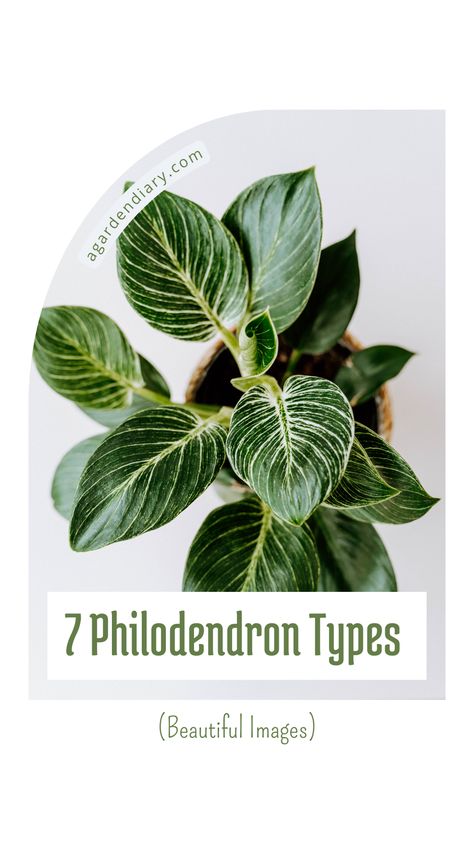 Transform your space with the lush greenery of 7 Philodendron Types, beautifully showcased in our image collection. Each philodendron variety offers its own unique appeal, from the striking patterns of the Philodendron Birkin to the elegant leaves of the Philodendron Micans. Dive into the world of philodendrons and discover the perfect plant to add a touch of natural beauty to your home. Explore their features, care tips, and more. Types Of Philodendron Plants, Philodendron Plant Varieties, Philodendron Types, Inside House Plants, Philodendron Birkin, Philodendron Micans, Succulent Bowls, Prince Of Orange, Philodendron Plant