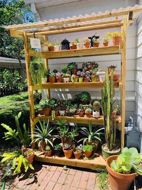 Cactus Stand Ideas, Patio Plant Shelves, Pallet Greenhouse Shelving, Patio Plant Shelf, Greenhouse Tables Shelves, Pallet Shelves For Greenhouse, Greenhouse Shelf, Plant Shelf Outdoor, Plant Shelves Outdoor