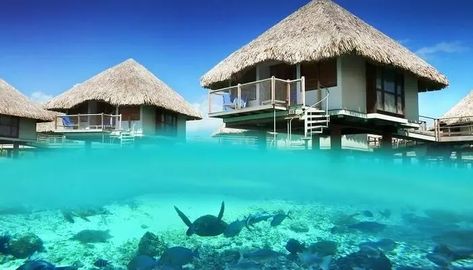 Over The Water Bungalow, Bora Bora Hotels, Moorea Tahiti, Bora Bora Resorts, Water Bungalow, Under The Water, Overwater Bungalows, Places In Italy, Breathtaking Places