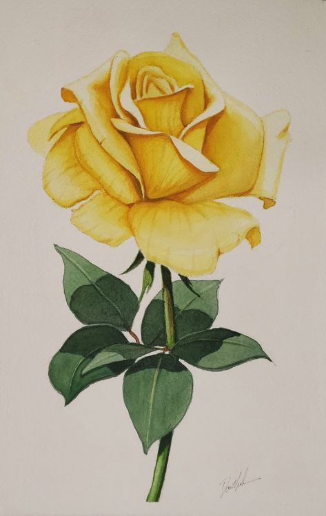 Yellow Rose Watercolor, Yellow Rose Flower, Painting Flowers Tutorial, Rose Watercolor, Flower Art Drawing, Rose Drawing, Watercolor Painting Techniques, Color Pencil Art, Rose Painting