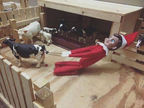 elf on shelf cow rancher. Cow calf. Christmas. Farmer elf on the shelf. Farming cattle. Pulling calf Dr Pol, Celtic Christmas, Aussie Shepherd, Elf On A Shelf, Creepy Guy, Make Em Laugh, Elf Fun, Cow Calf, Country Christmas