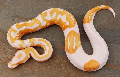 Albino Pied Ball Python Ball Python Pet, Python Morphs, Danger Noodles, Snake Photos, Python Regius, Cool Snakes, Types Of Snake, Pretty Snakes, Beautiful Ball