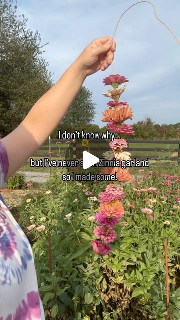 Kara Jamison | Cut 🌸 Garden Grower &  Educator on Instagram: "LMK if you wanna see what it looks like dried! ⬇️  Zinnia garland couldn’t be easier! All you need is bind wire and zinnias!  Comment BW and I’ll DM you a link to the bind wire I used.   • Cut a long piece of bind wire to your desire & make it a tad longer (see why below). Make a small loop on one end so you can hang it on something after you finish making the garland. • Harvest zinnias from your garden and cut the stems off right to the flower head  • with the flower head facing down, poke the bind wire through the center of the zinnia & keep stringing until done! I found after several zinnias, I needed to snip the bind wire to get a sharp piece again to pierce the zinnia (so be careful when doing this project! 😄) • Once you Pressed Zinnias, Dried Zinnias, Dried Flower Garland, Cut Garden, Zinnia Flowers, Flower Garlands, Be Careful, Cut Flowers, Flower Crafts