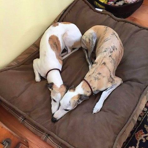 Doggyheart! Love My Dog, Two Dogs, Italian Greyhound, Hound Dog, Whippet, 귀여운 동물, Beautiful Dogs, Greyhound, Animals Friends