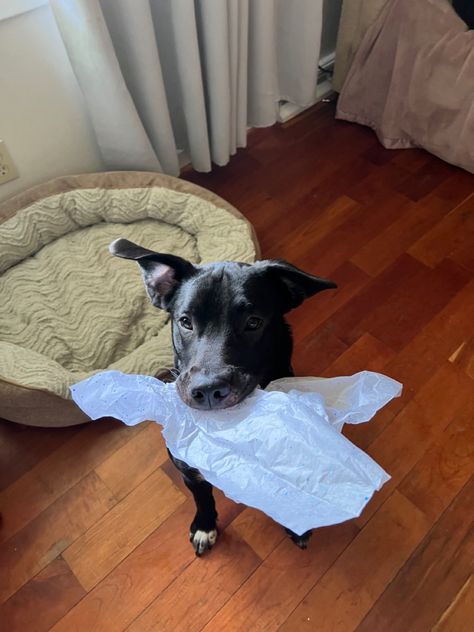 Dog ate my homework! Dog Ate My Homework, Lab Puppy, Floppy Ears, Black Lab, Dog Eating, Small Dog, Puppy Dog, Small Dogs, Homework