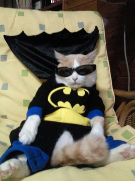 It’s that time of the… arbitrary period of chronology? Batman Cat, Cat Halloween Costume, Pet Halloween Costumes, Animals Dogs, Silly Cats Pictures, Cute Cats Photos, Pet Animals, Silly Animals, Cat Costumes